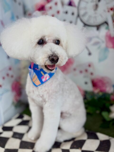 こたろうくん♡

☆わんわんBarber
☎︎0297-35-8344
茨城県坂東市岩井4358-13

#坂東市#境町#常総市#トリミング#わんわんバーバー