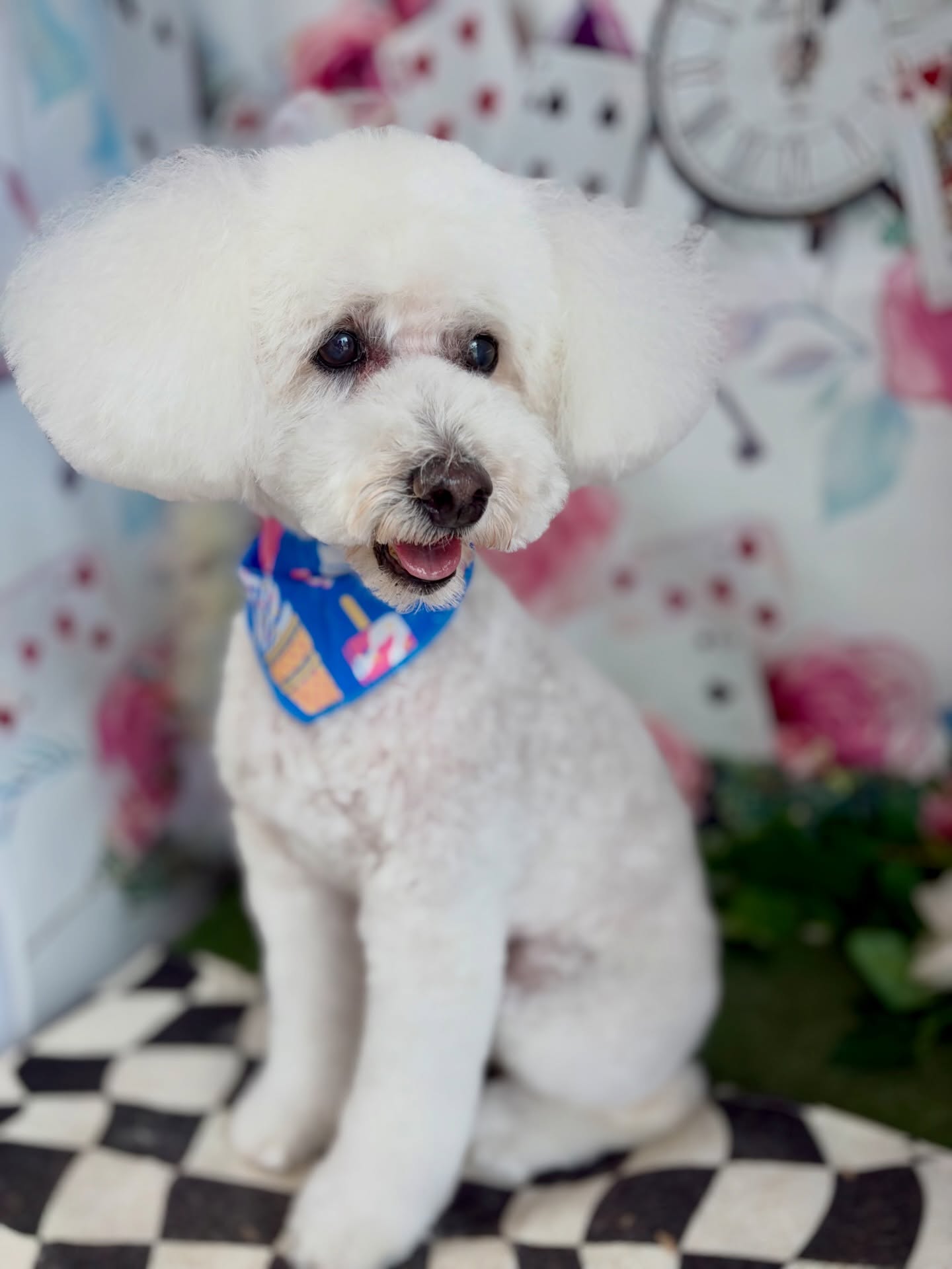 こたろうくん♡

☆わんわんBarber
☎︎0297-35-8344
茨城県坂東市岩井4358-13

#坂東市#境町#常総市#トリミング#わんわんバーバー