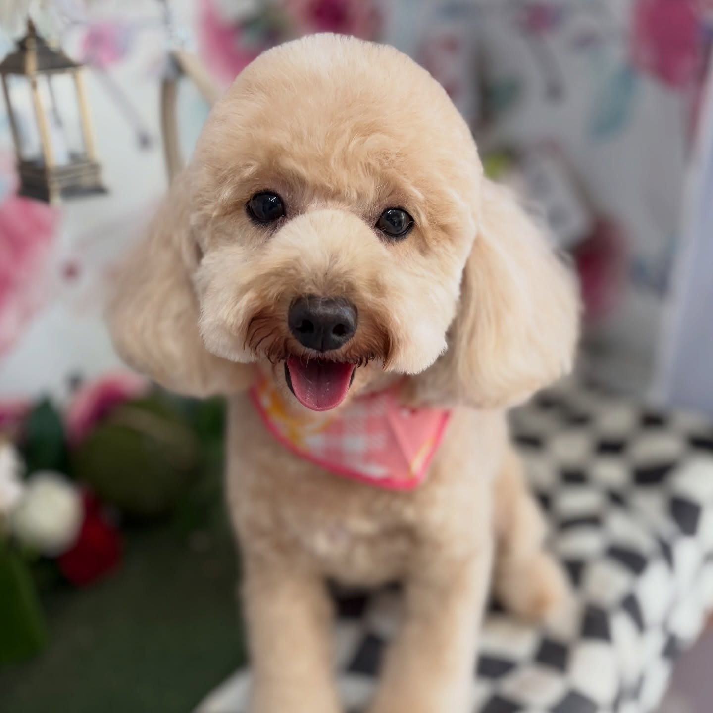 メイちゃん💕

☆わんわんBarber
☎︎0297-35-8344
茨城県坂東市岩井4358-13

#坂東市#境町#常総市#トリミング#わんわんバーバー