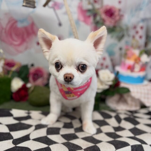 ミルカちゃん♡

☆わんわんBarber
☎︎0297-35-8344
茨城県坂東市岩井4358-13

#坂東市#境町#常総市#トリミング#わんわんバーバー
