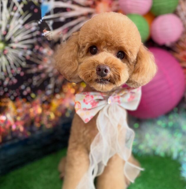 みるくちゃん♡
☆わんわんBarber
☎︎0297-35-8344
茨城県坂東市岩井4358-13
#坂東市#境町#常総市#トリミング#わんわんバーバー