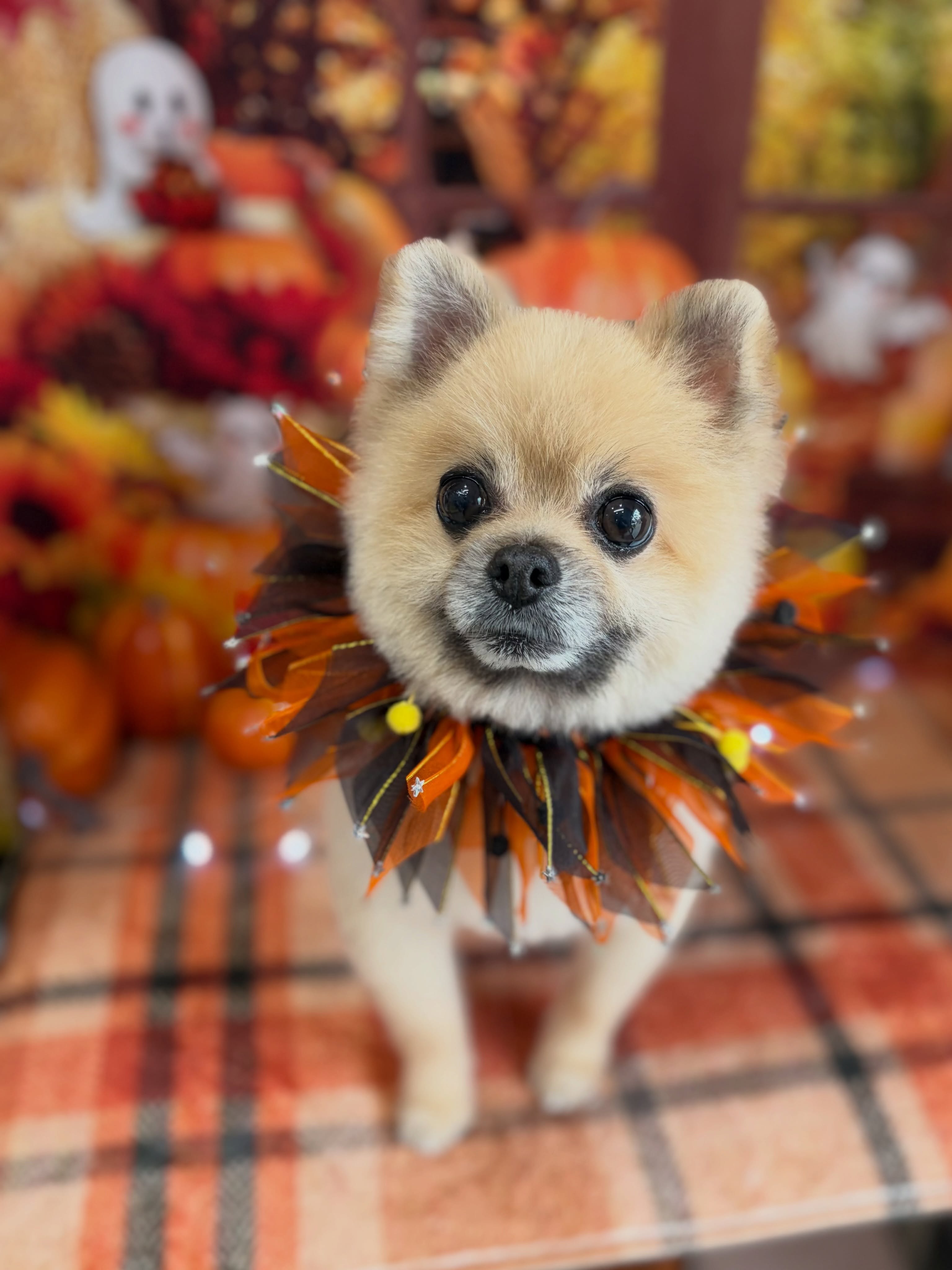 ぽんずクン🎃

☆わんわんBarber
☎︎0297-35-8344
茨城県坂東市岩井4358-13

#坂東市#境町#常総市#トリミング#わんわんバーバー