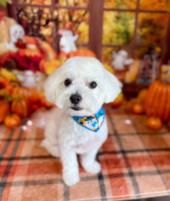 ムギたん♡

☆わんわんBarber
☎︎0297-35-8344
茨城県坂東市岩井4358-13

#坂東市#境町#常総市#トリミング#わんわんバーバー
