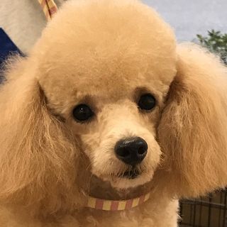 わんわんBarber