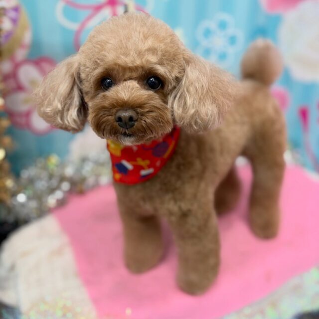 Cocoちゃん♡

☆わんわんBarber
☎︎0297-35-8344
茨城県坂東市岩井4358-13

#坂東市#境町#常総市
#トリミングサロン#わんわんバーバー